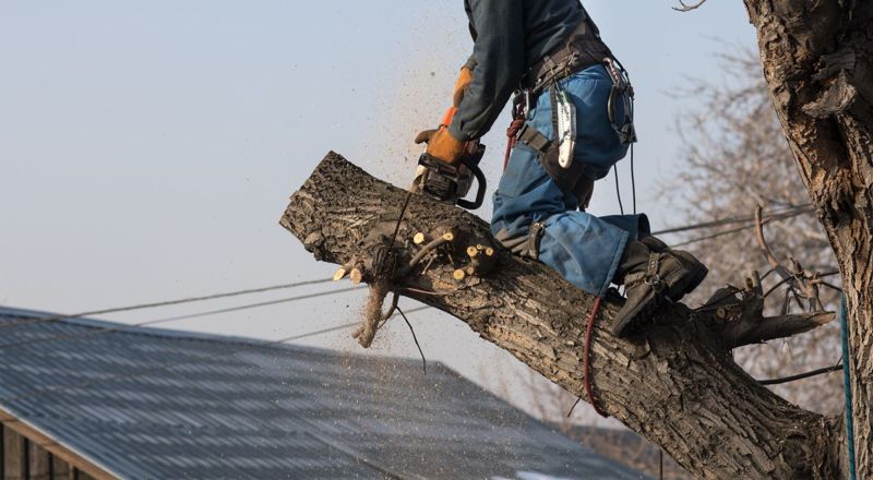 Abattage d'arbres à Chalon-sur-Saône 71100