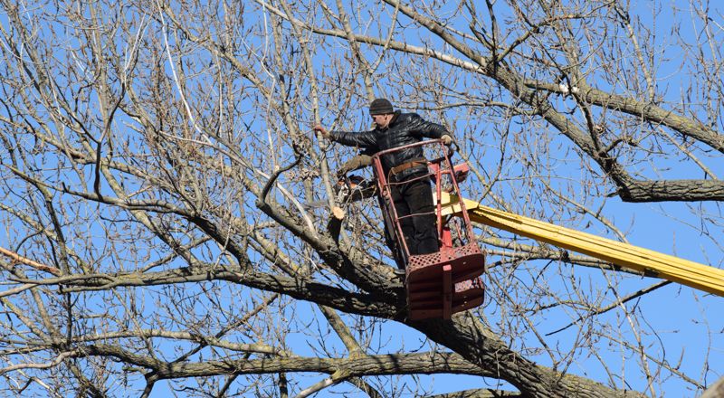 Élagage à Chalon-sur-Saône 71100