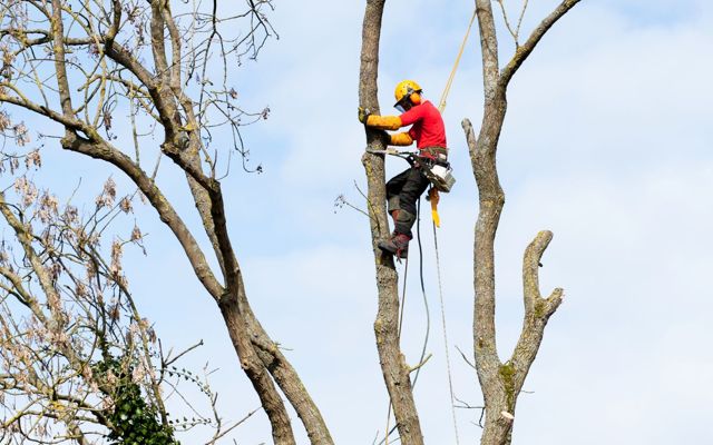 Élagueur professionnel à Chalon-sur-Saône 71100