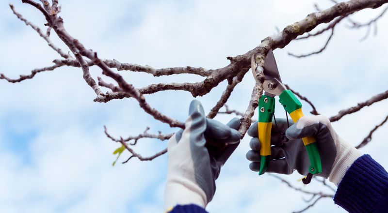Taille arbres fruitiers chalon sur saone