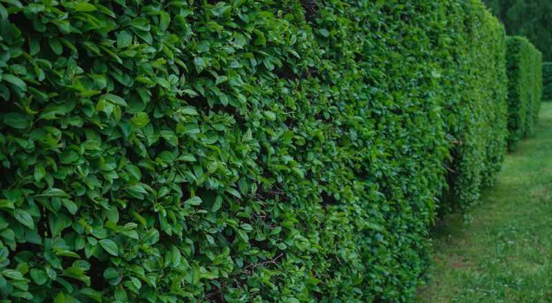 Taille de haies chalon sur saone