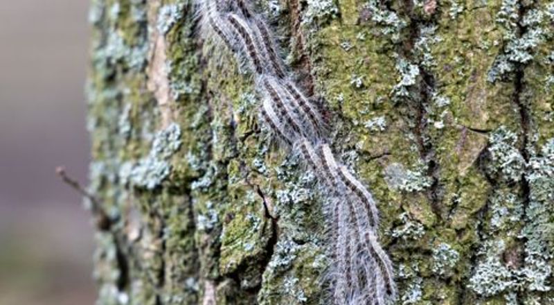 Chenilles processionnaires à Beaune